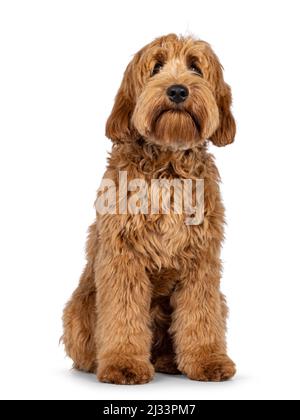 Liebenswert rot abricot Cobberdog alias Labradoodle Hund Welpen, sitzen nach vorne. Blick auf die Kamera. Isoliert auf weißem Hintergrund. Stockfoto