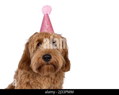 Kopfaufnahme eines entzückenden roten abricot Cobberdog aka Labradoodle Hund Welpen, sitzend nach vorne trägt rosa Party Hut. Isoliert auf weißem Hintergrund. Stockfoto