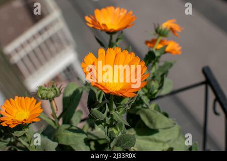 Calendula Blume mit Biene auf tieforange Blume. Calendula hat mehrere Eigenschaften und wird in der Medizin, Homöopathie, Kräutermedizin verwendet. Stockfoto