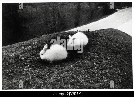 Karl Adolf. Eva Brauns Fotoalben, ca. 1913 - ca. 1944. Diese Alben werden Eva Braun zugeschrieben (vier werden von ihrer Freundin Herta Schneider, geb. Ostermeyer, beansprucht) und dokumentieren ihr Leben aus ca. 1913 bis 1944. Es gibt viele Fotos von Eva, ihren Schwestern und ihren Kindern, Herta Schneider und ihren Kindern, sowie Fotos von Evas Ferien, Familienmitgliedern und Freunden. Dazu gehören Fotografien von und von Eva Braun in Hitlers Chalet Berghof (oder Kehlstein), Fotografien von Hitler und seinem Gefolge, Besucher von Berghof und der Landschaft um Berchtesgaden sowie einige Studiohäfen Stockfoto
