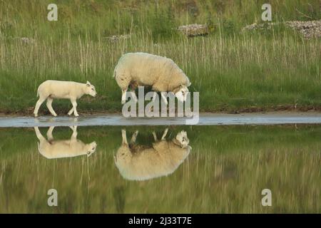 Hausschaf (Ovis orientalis aries) mit jungen am Ufer auf Texel, Niederlande Stockfoto