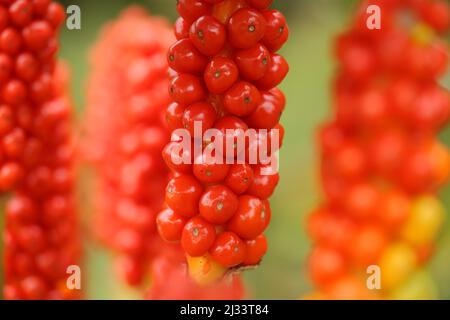 Flecked arum (Arum maculatum) in De Slufter, Nationalpark Duinen auf Texel, Niederlande Stockfoto