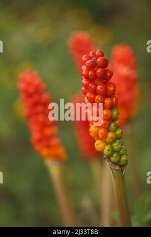 Flecked arum (Arum maculatum) in De Slufter, Nationalpark Duinen auf Texel, Niederlande Stockfoto