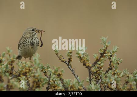 Wiesenpipit (Anthus pratensis) mit Futter auf Texel, Niederlande Stockfoto