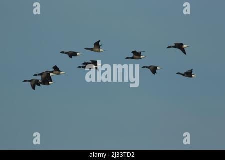 Eine Herde Brent-Gänse (Branta bernicla) auf Texel, Niederlande, im Flug Stockfoto