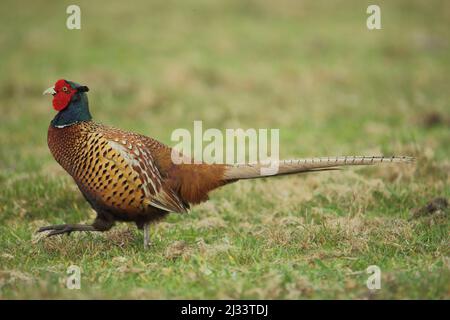 Kater (Phasianus colchicus) auf Texel, Niederlande Stockfoto