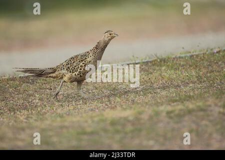 Fasane (Phasianus colchicus) im Nationaal Park Duinen auf Texel, Niederlande Stockfoto