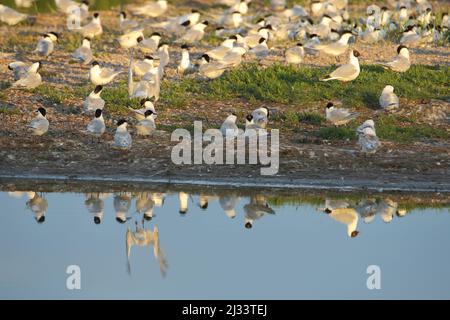 Brutkolonie der Sandwichternen (Sterna sandvicensis) auf Texel, Niederlande Stockfoto