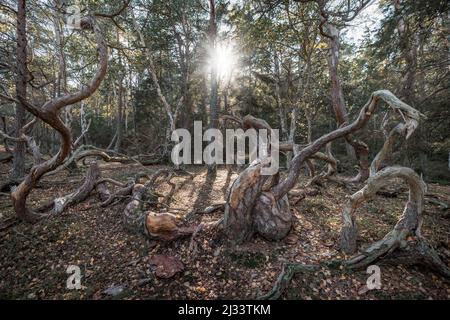 Windformte krumme Bäume im Wald Trollskogen auf der Insel Öland im Osten von Schweden Stockfoto