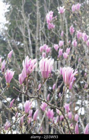 Rosafarbene Blüten eines Magnolienbaums mit dem Duft des Himmels. Stockfoto