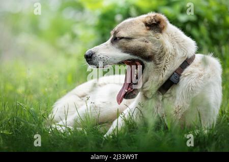 Das Porträt eines Hundes auf dem grünen Gras, der vor leuchtendem Hintergrund mit Zunge seine Kiefer gähnt und zeigt Stockfoto