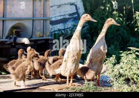 Zwei indische Läuferenten mit Enten kamen, um Wasser zu trinken und in der Nähe eines Gartenbeckens zu baden. Stockfoto