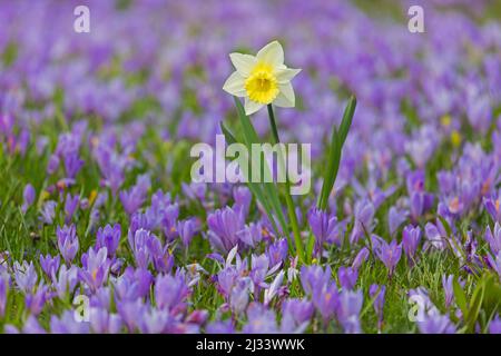 Gelbe Narzissen blühen im Frühling auf dem lila Teppich blühender Krokusse (Crocus neapolitanus) Stockfoto
