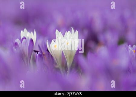 Nahaufnahme der weißen croci, die im Frühling auf einem violetten Teppich blühender Crocus (Crocus neapolitanus) blühen Stockfoto