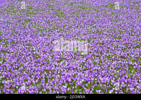 Purpurner Teppich blühender Krokusse (Crocus neapolitanus), Frühlingsblütenattraktion der Stadt Husum in Nordfriesland, Schleswig-Holstein, Deutschland Stockfoto