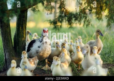 Die Gruppe der gelben Enten der moskauer Ente im litauischen Dorf. Osterkonzept. Stockfoto
