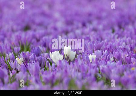 Nahaufnahme der weißen croci, die im Frühling auf einem violetten Teppich blühender Crocus (Crocus neapolitanus) blühen Stockfoto