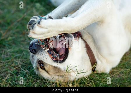 Ein Nahaufnahme-Porträt eines asiatischen Schäferhundes, der auf dem Gras liegt und mit einem Seil spielt. Stockfoto