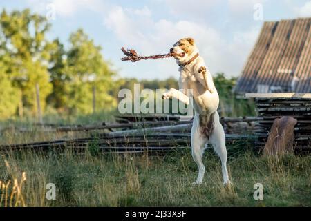 Asiatischer Schäferhund der Hund, im Dorfhof, spielt mit einem Seil, springt hoch und steht auf zwei Beinen, die das Seil beißen. Stockfoto