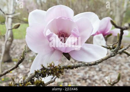 Nahaufnahme einer großen rosa Blüte eines Magnolienbaums „Atlas“. Stockfoto