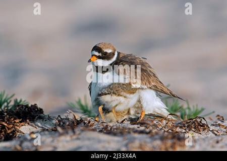 Gemeiner Ringelpfeifer (Charadrius hiaticula) auf Nest mit Küken, die im späten Frühjahr / Frühsommer unter Flügel am Strand Schutz suchen Stockfoto