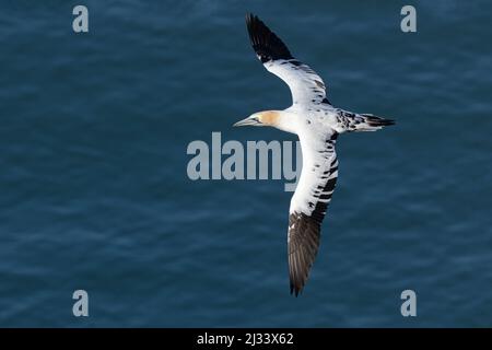 Nördlicher Gannet, Morus Bassanus, unterErwachsener im Flug RSPB Bempton Cliffs, Yorkshire. Juni Stockfoto