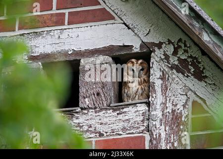 Waldkauz / Brauneule (Strix aluco), die aus dem Loch unter dem Dach in der Scheune herauskommt, um in der Dämmerung im Sommer auf die Jagd zu gehen Stockfoto