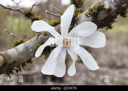 Magnolia x loebneri 'Merrill' - Dr. Merrill Magnolienbaum mit Blüten. Stockfoto