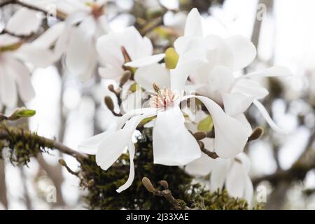 Magnolia x loebneri 'Merrill' - Dr. Merrill Magnolienbaum mit Blüten. Stockfoto