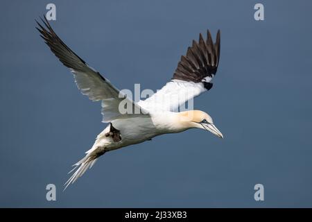 Nördlicher Gannet, Morus Bassanus, Erwachsener im Flug RSPB Bempton Cliffs, Yorkshire. Stockfoto