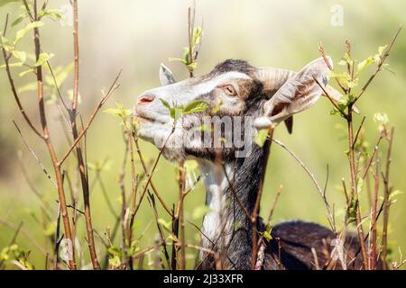 Glückliche Ziege freut sich im Frühjahr mit saftigen Zweigen des Busches mit jungen grünen Blättern. Freilandziege grast auf einem kleinen ländlichen Bio-Milchviehbetrieb. Stockfoto