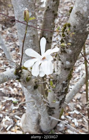 Magnolia x loebneri 'Merrill' - Dr. Merrill Magnolienbaum mit Blüten. Stockfoto