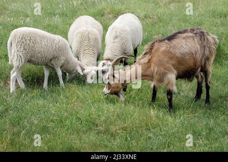 Auf der grünen Wiese fressen drei weiße Schafe und eine braune und gehörnte Ziege freundliches Gras. Haustiere weiden frei auf einer Bio-Wiese. Stockfoto