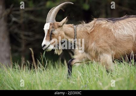 Braune langhaarige Ziege mit Bart und großen Hörnern reist auf einer Wiese in der Nähe eines dunklen Waldes mit grünem Gras im Mund. Stockfoto