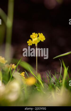 Oxlips wachsen in einem Sussex Frühjahrswiesengarten mit dunklem Hintergrund. Stockfoto