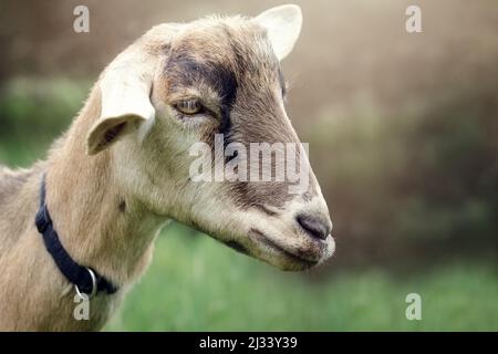 Detailreiches Porträt des Kopfes einer Ziege in Nahaufnahme in einem wunderschönen unscharfen Naturhintergrund. Stockfoto