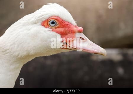 Nahaufnahme des Gesichts der weißen moskauer Ente im Profil. Vogelgesicht-Details sind deutlich sichtbar, unscharfer brauner Hintergrund. Stockfoto