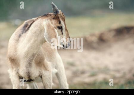 Beige, elegante, nubische Ziege mit kleinen Hörnern, die nach rechts schaut, gibt es Platz für eine Note. Stockfoto