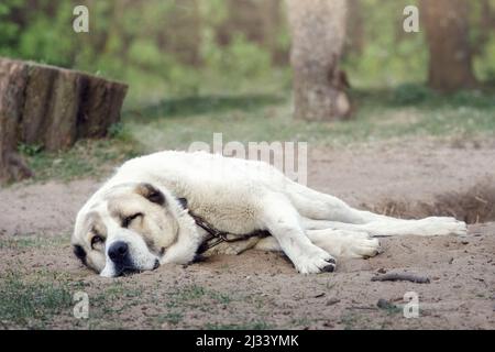 Ein einsamer Hund schläft und an eine Kette neben dem ländlichen Hof gebunden. Hund wird aus schlechten Lebensbedingungen gerettet und ist ein Symbol für Tierrechte. Stockfoto