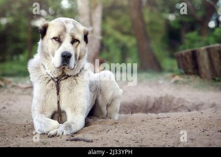 Ein weißer Hund liegt und schaut neugierig auf die Kamera. Wachhund Zentralasiatischer Schäferhund. Stockfoto