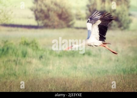 Ein weißer litauischer Storch, der über die grünen Felder Litauens fliegt Stockfoto