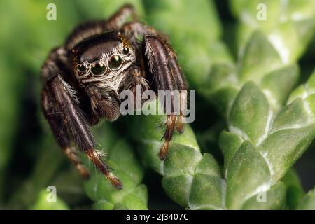 Die haarige, schwarz springende Spinne sitzt auf einem Thuja-Zweig und  zeigt Augendetails. Nahaufnahme von Insekten Stockfotografie - Alamy