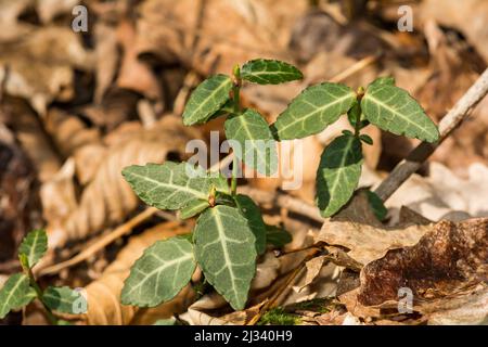 Fortunes Spindel - Euonymus fortunei Stockfoto