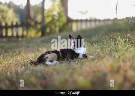 Lustige bunte Calico Katze im Gras in strahlendem Sonnenschein. Flauschige Hauskatze im Freien Stockfoto