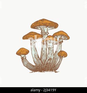 Handgezeichnete Honigpilze Abstrakte Farbdarstellung. Pilz Gruppe Graviert Vektor Zeichnung Isoliert Stock Vektor