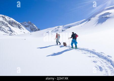 Skitourengeher mit Hund ziehen im Tiefschnee eine Aufstiegsstrecke zum Tajakopf in Ehrwald, blauer Himmel bei Sonnenschein Stockfoto