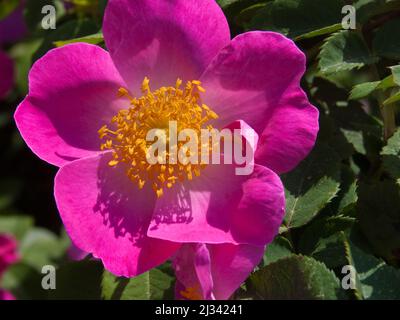 Eine Nahaufnahme der französischen Rosenblume an einem sonnigen Tag im Garten Stockfoto