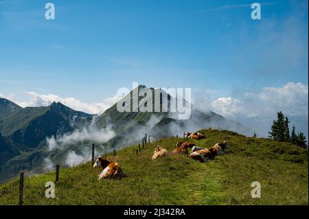 Kühe auf der Bergwiese im Großarl in Salzburg vor herrlichem Bergblick und aufsteigendem Nebel. Stockfoto
