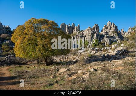 Felsformationen von el Torcal in Antequera in Spanien mit einem großen gelben Baum Stockfoto