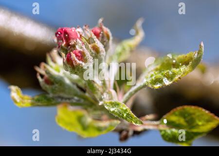 Apfelblüte mit Regentropfen Stockfoto